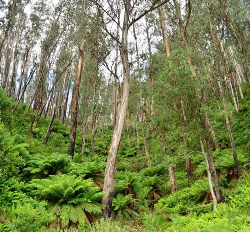 ferny gully.jpg